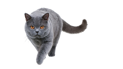 Plush grey British Shorthair cat with orange eyes walking forward, isolated on transparent background © Evans