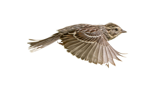 Small brown songbird with striped plumage in mid-flight, isolated on transparent background