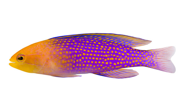Vibrant yellow and purple dotted fish, isolated on transparent background