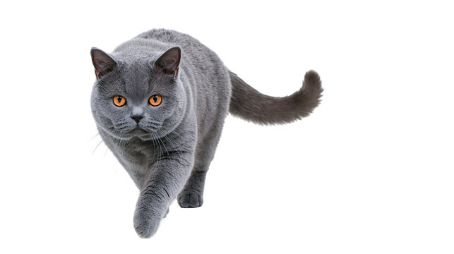 Plush grey British Shorthair cat with orange eyes walking forward, isolated on transparent background
