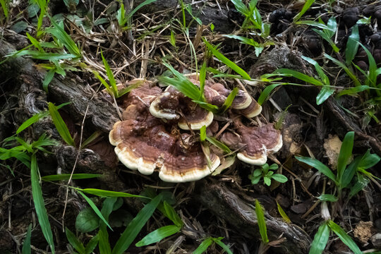 Wild brown bracket fungus growing on dead tree roots on the ground in 4K