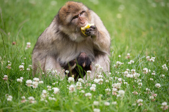 mothewr and baby macaque eating apple