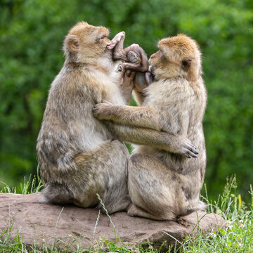 mother and baby macaque