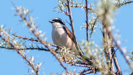 bird on a branch © lazalnik
