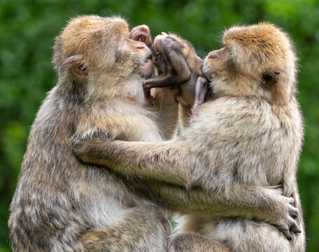 mother and farther and baby macaque