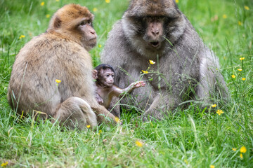Obraz premium mother and baby macaque