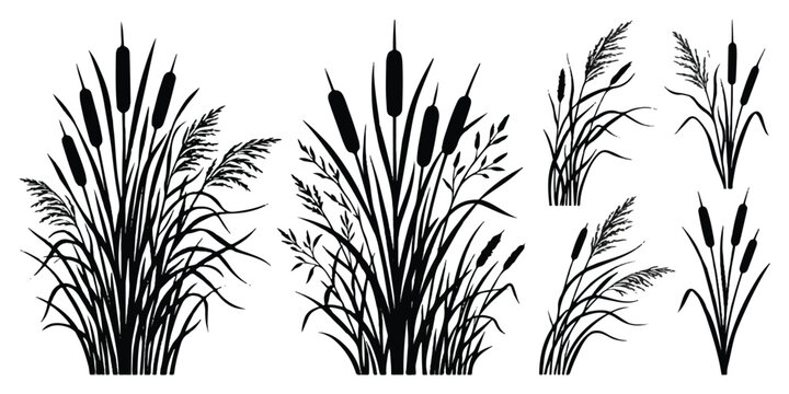 Set of black silhouettes of cattails and swamp reeds with plant silhouettes nature graphics marsh plants wild grass vector botanical elements