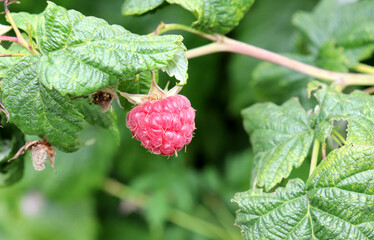 Ripe red raspberry on a bush branch in the garden – horizontal photo, close-up © Iuliia Koroleva