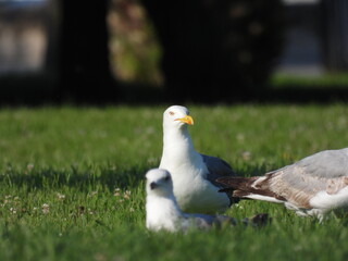 Fototapeta premium natural white seagull photo on the roof 