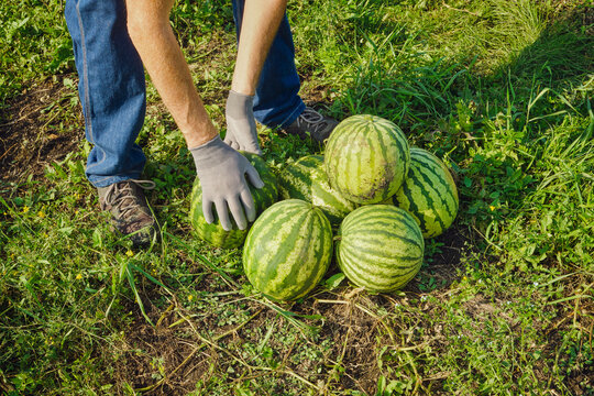 Person wearing gloves gathering ripe watermelons from summer field