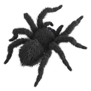 Black spider isolated on white background
