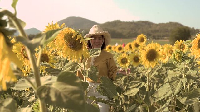 A woman is walking through a sunflower field with yellow sunflowers on both sides. The woman wears a pale sweater and light hat among green foliage and crop rows, with hills in the distance.