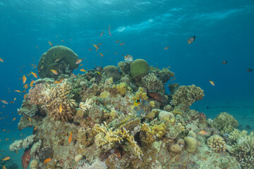 Fototapeta premium Coral reef and water plants in the Red Sea, Eilat, Israel 