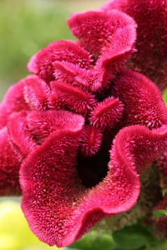 Close-up of vibrant  red crested cockscomb (celosia cristata) flower with velvety texture in the garden