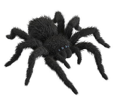 Black spider isolated on white background