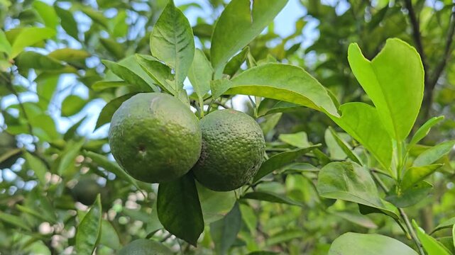 Mandarin Orange (Citrus reticulata) Fruits Hanging on a Tree