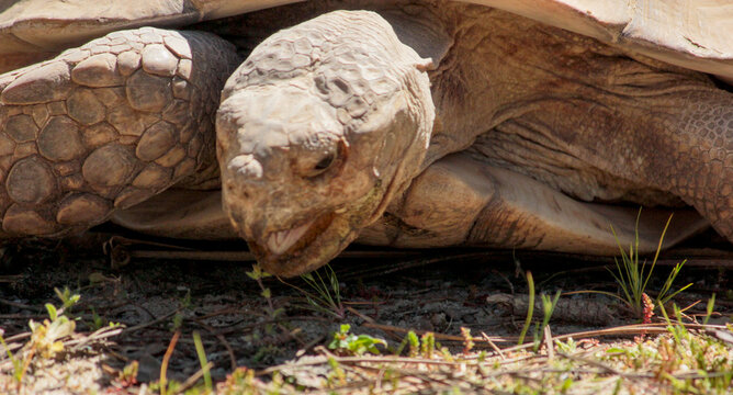 Close-up of an African Spurred Tortoise outdoors