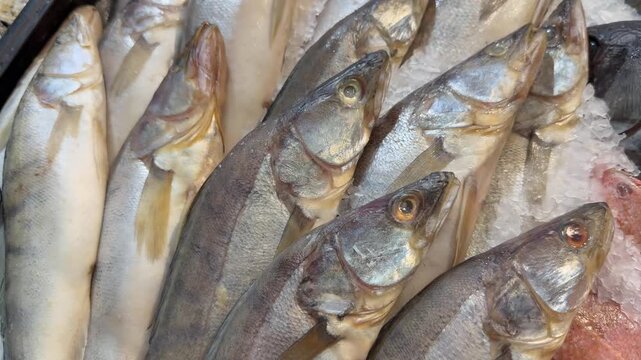 Close-up of fresh raw pike perch zander fish on ice at a local market. Organic culinary background, healthy river nutrition display, uncooked raw seafood ingredients.