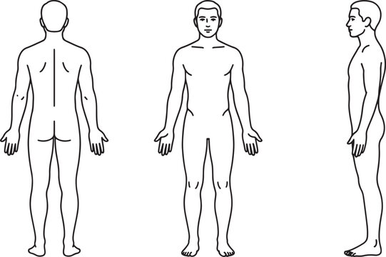 Male body proportions outline diagram showing front, back, and side views of a standing human figure in a black and white line also transparent background