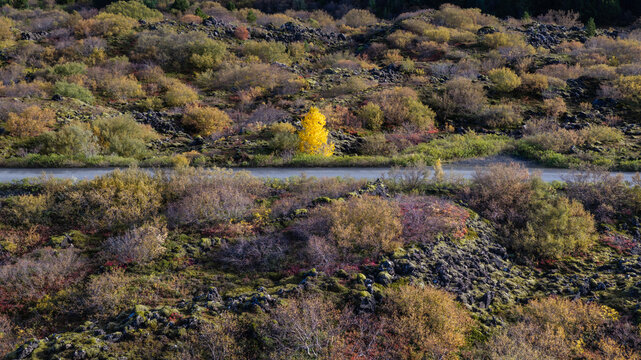 Aerial view of a volcanic lava field covered with vibrant autumn colors, featuring a single bright yellow tree standing out against the rugged terrain and a road crossing the landscape, Iceland.