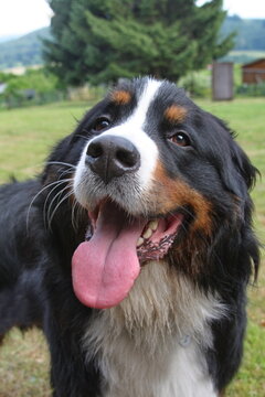 Berner Sennenhund