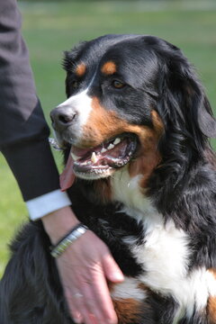 Berner Sennenhund