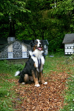 Berner Sennenhund
