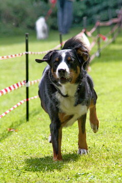Berner Sennenhund