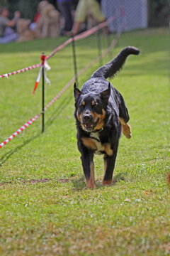 Berner Sennnenhund bei einem Hunderennen
