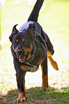 Berner Sennnenhund bei einem Hunderennen