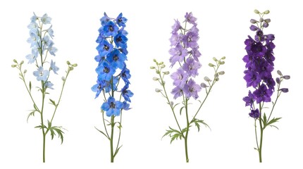 Obraz premium Colorful Delphinium Flower Stems in Blue, Lavender and Purple Isolated on White Background