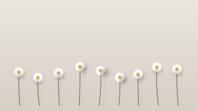 Minimalist paper style white daisies on a beige background daisy flowers paper flowers floral background minimalist design spring background