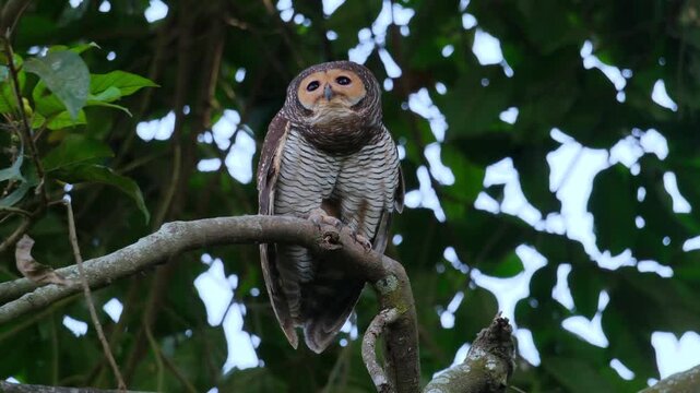 an exotic tropical owl