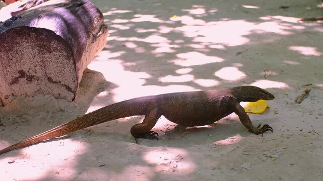 A monitor lizard walks on the sand between the trees. A giant lizard strolls along the sandy beach of Komodo National Park in Indonesia. Komodo dragon Varanus komodoensis.