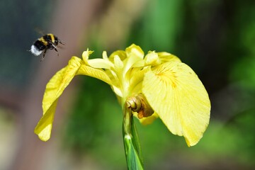 white tailed bee flying on a flower in search of pollen © drewrawcliffe