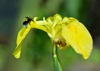 white tailed bee landing on a flower in search of pollen © drewrawcliffe