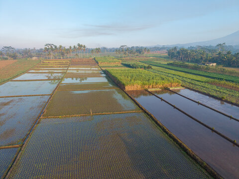 Aerial view of lush green rice paddies and sugarcane fields with palm trees under a clear sky in Ngajum, East Java, Indonesia.