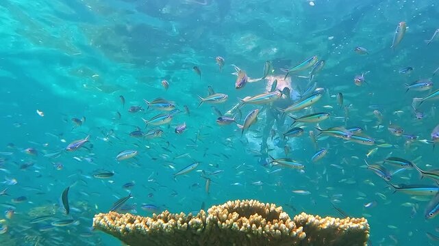 Snorkeling in the Red Sea. A girl in a swimsuit, fins and an underwater mask swims in the sea near a coral reef. Various schools of fish for diving and freediving at the seaside resorts of Egypt.