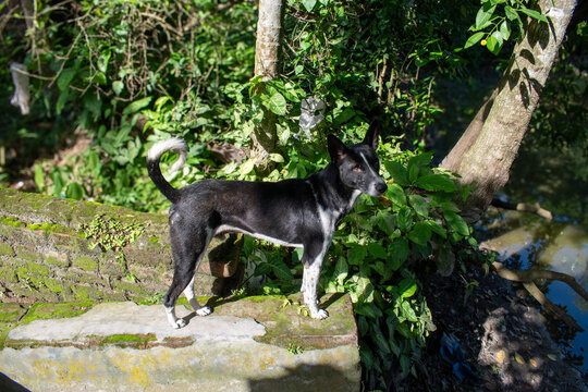 Alert Black and White Native Dog Standing on Mossy Brick Wall in Rural Bangladesh