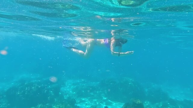Snorkeling in the Red Sea. A girl in a swimsuit, fins and an underwater mask swims in the sea near a coral reef. Various schools of fish for diving and freediving at the seaside resorts of Egypt.