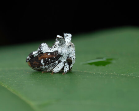 Side view macro photography of a white textured Treehopper (Membracidae) on a green leaf in Costa Rica