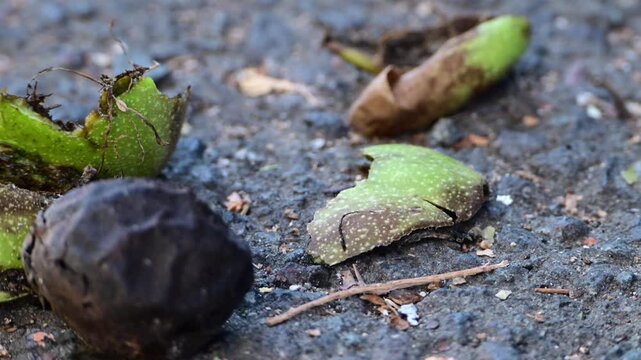Ripe walnuts in broken green and brown husks fall from above and hit the asphalt ground in a park during autumn harvest.