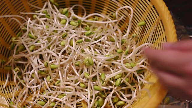 Removing Root Tails from Soybean Sprouts by Hand