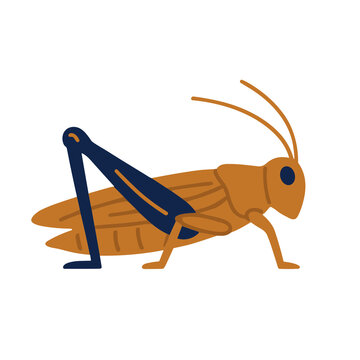 Stylized grasshopper illustration