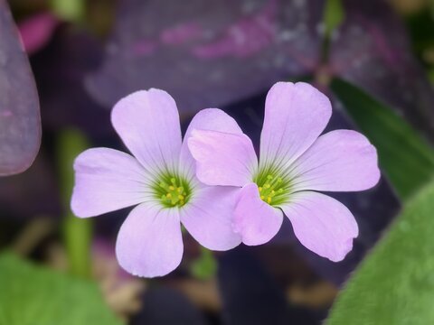Delicate Pink Oxalis Flowers in Bloom with  Leaves and Soft Bokeh Background