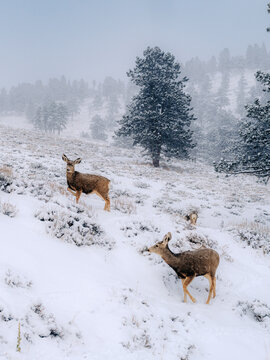 Two mule deer on a snowy hillside with frosted pine trees during a winter snowfall