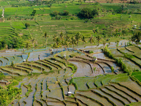 Aerial view of lumajang paddy field with lush green rice terraces, palm trees, and small irrigation huts in Lumajang, East Java, Indonesia.