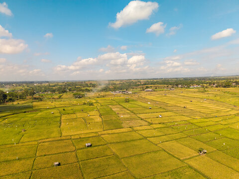 Aerial view of lumajang paddy field with vibrant green and golden rice terraces, small huts, and distant trees under a bright blue sky Lumajang, East Java, Indonesia.