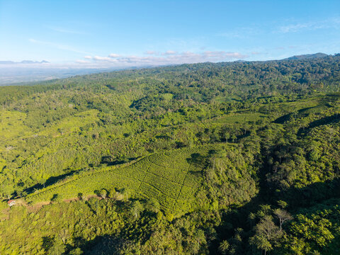 Aerial view of Kebun Teh Kertowono tea plantation nestled among lush green hills and dense forest in Kecamatan Gucialit, Jawa Timur, Indonesia.