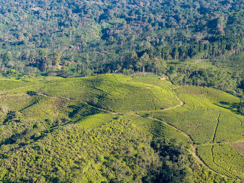 Aerial view of Kebun Teh Kertowono Gucialit Lumajang with vibrant green tea plantations on rolling hills surrounded by dense forest Kecamatan Gucialit, Jawa Timur, Indonesia.
